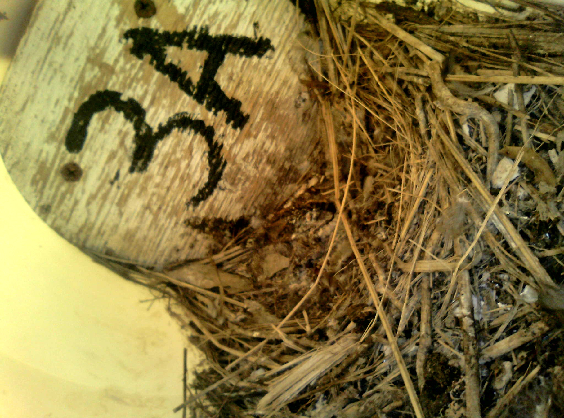 OPAS 3A